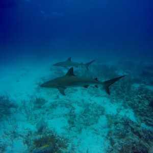 DCIM100GOPROG0158217.