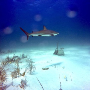 DCIM100GOPROG0198241.